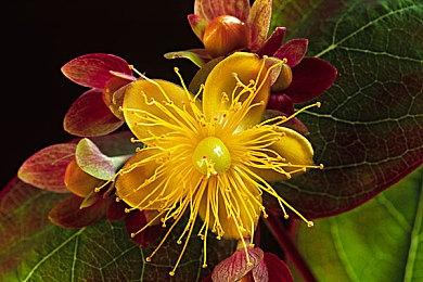 《名侦探皮卡丘归来》10月发售 游戏预告片欣赏